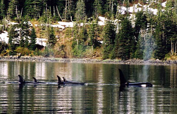 Killer Whales hunting in a Prince William Sound Alaska Bay