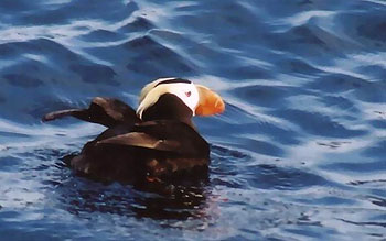 Puffin resting in the calm waters of Prince William Sound