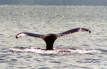 Nice Whale Tail Photo